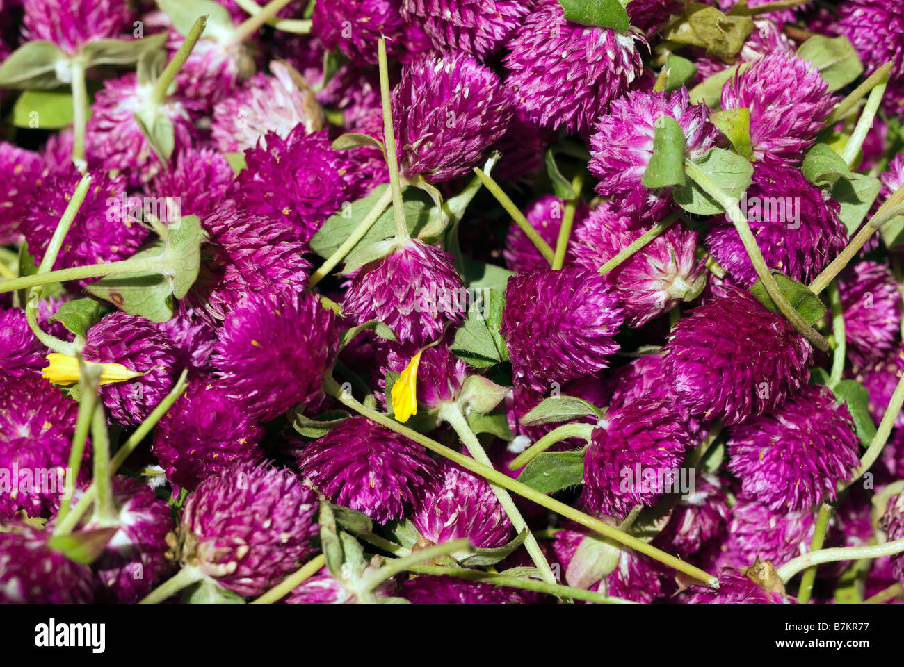 Amas de fleurs de trèfle utilisée pour faire des offrandes de fleurs de dévotion à Pak Khlong Talad flower market Bangkok Thaïlande Banque D'Images