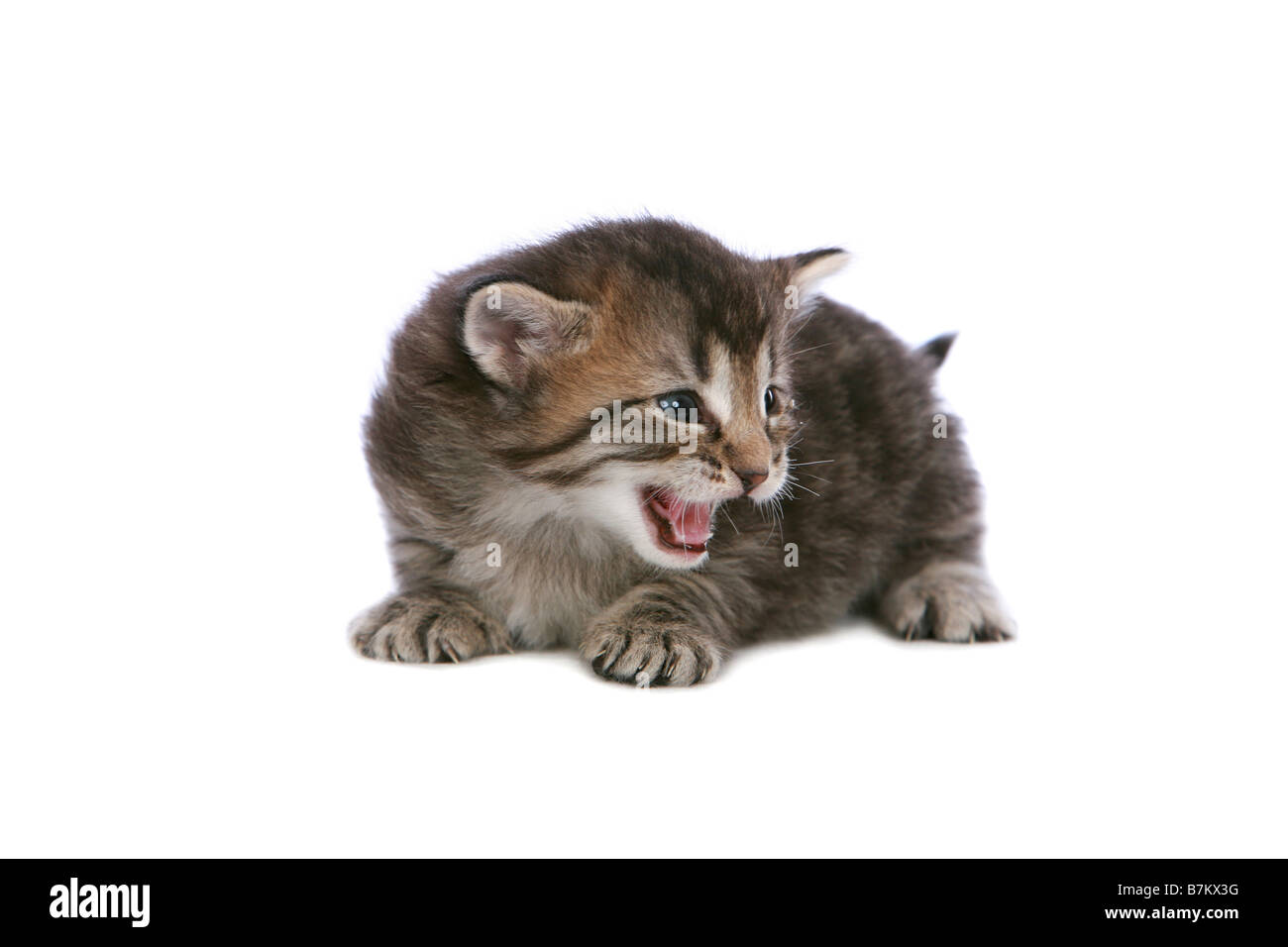 Chaton miaulement sur fond blanc Banque D'Images