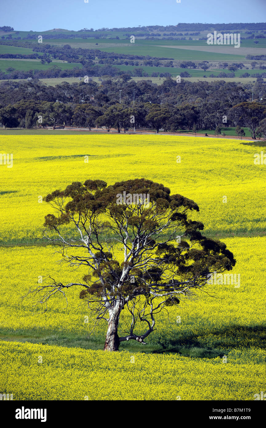 Un arbre d'Eucalyptus dans un champ de canola près de Brookton en Australie occidentale. Banque D'Images