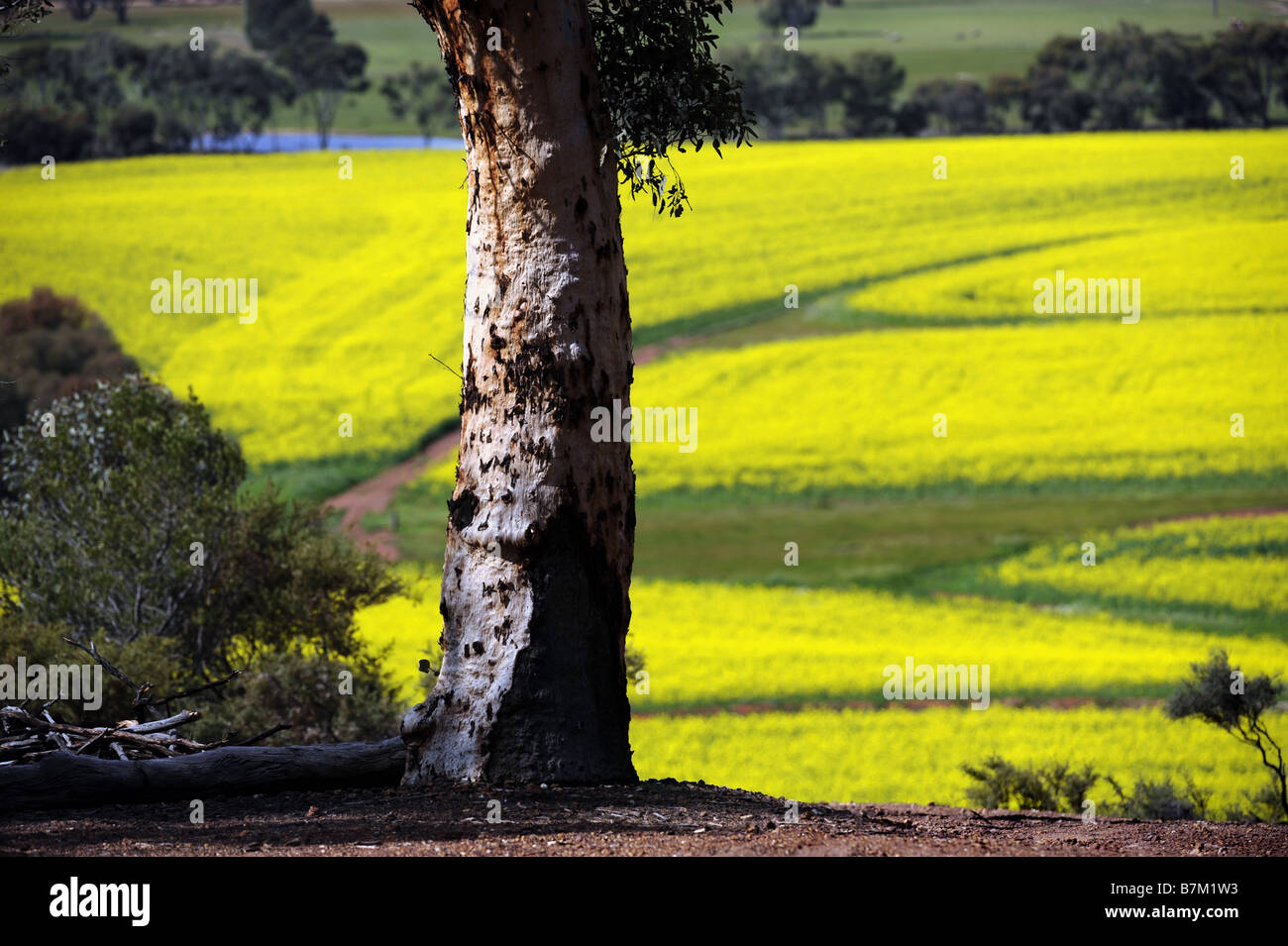 Un seul arbre Eucalyptus surplombant un champ de canola près de Brookton en Australie occidentale. Banque D'Images