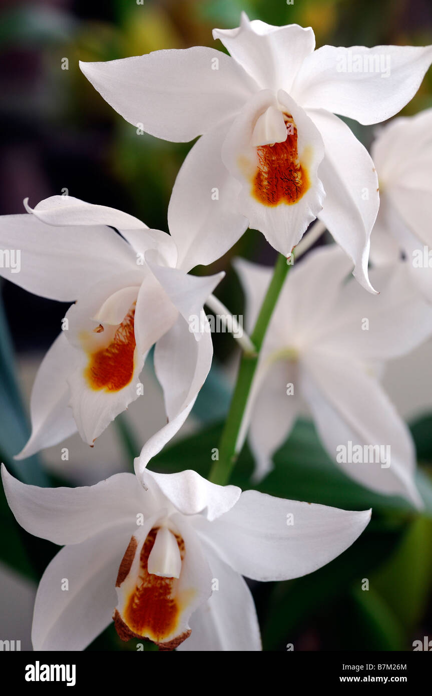 Mooreanum d'espèces d'orchidées coelogyne tige ouverte variante blanc fleur fleurs fond vert foncé la stigmatisation du contre-batteur Banque D'Images Mooreanum d'espèces d'orchidées coelogyne tige ouverte variante blanc fleur fleurs fond vert foncé la stigmatisation du contre-batteur Banque D'Images