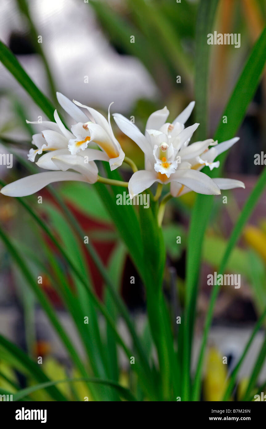 Mooreanum d'espèces d'orchidées coelogyne tige ouverte variante blanc fleur fleurs fond vert foncé la stigmatisation du contre-batteur Banque D'Images Mooreanum d'espèces d'orchidées coelogyne tige ouverte variante blanc fleur fleurs fond vert foncé la stigmatisation du contre-batteur Banque D'Images