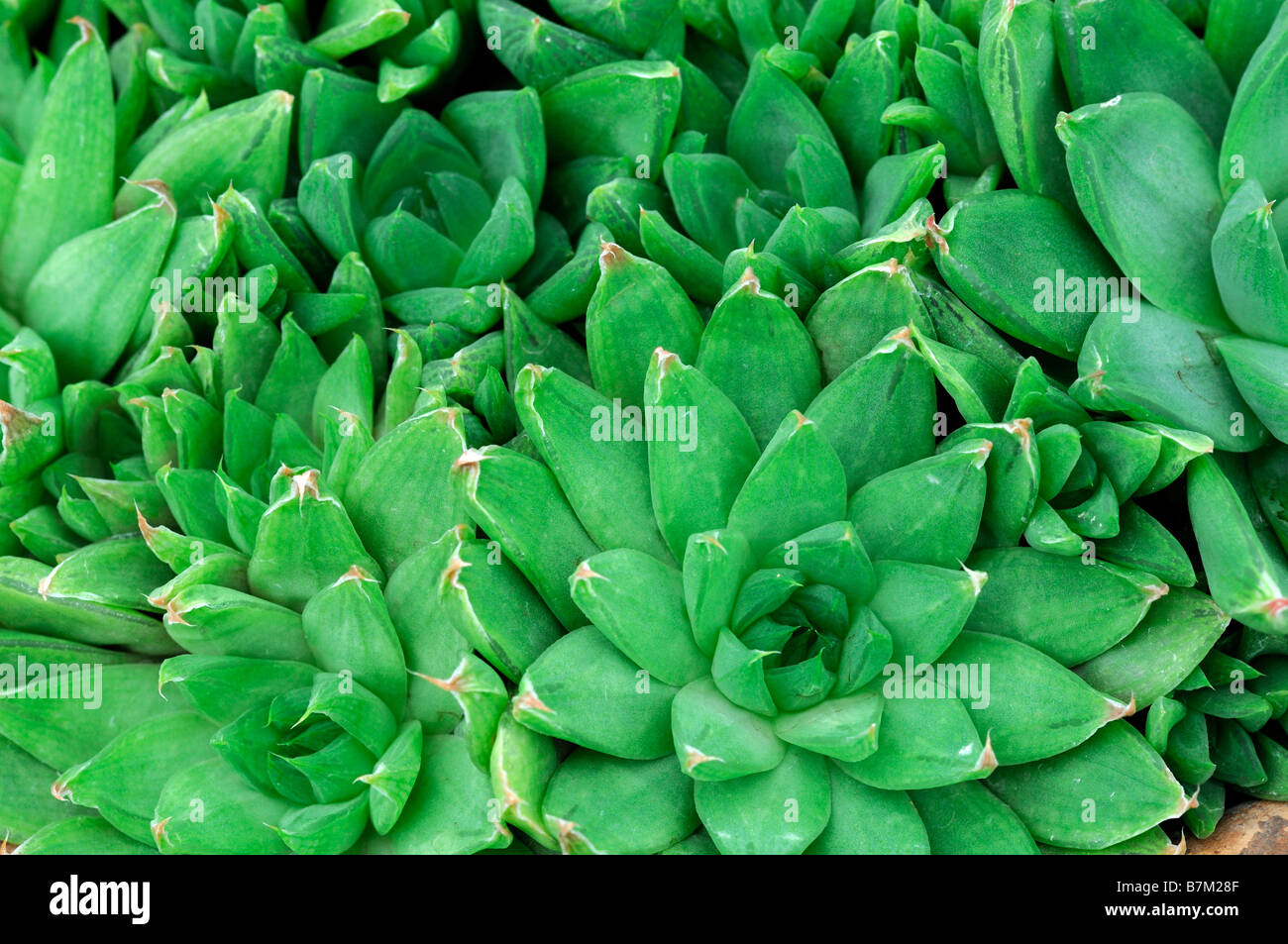 Haworthia cymbiformis cactus succulente avec d'étroites et arrondies vert feuilles macro close up detail aloaceae Banque D'Images