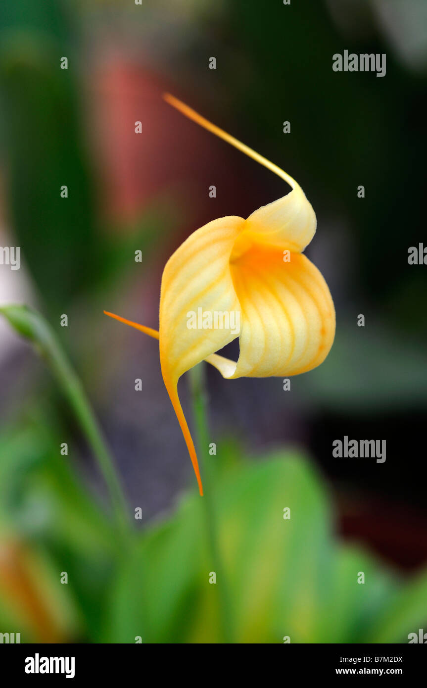 Masdevallia frahl épouser orchidée Fleur parfumée parfumée délicate petite attention soins parfum Banque D'Images Masdevallia frahl épouser orchidée Fleur parfumée parfumée délicate petite attention soins parfum Banque D'Images