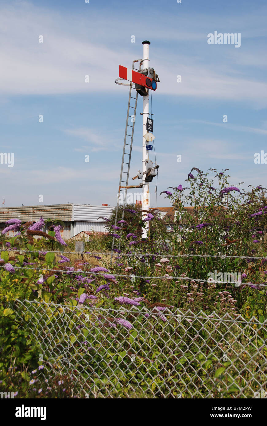 Vieille clôture en fil de fer signal sémaphore buddleia Banque D'Images