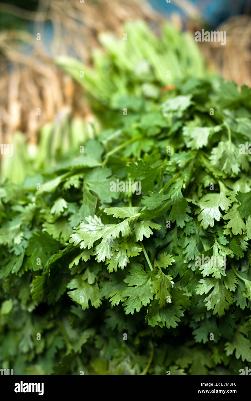 Close up de coriandre fraîche à vendre Pak Khlong Talad fruits et légumes du marché à Bangkok en Thaïlande Banque D'Images