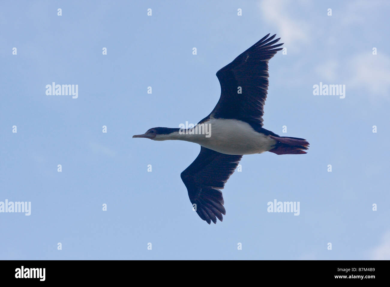 Roi de cerf impérial Cormorant Île Saunders, îles Falkland Banque D'Images