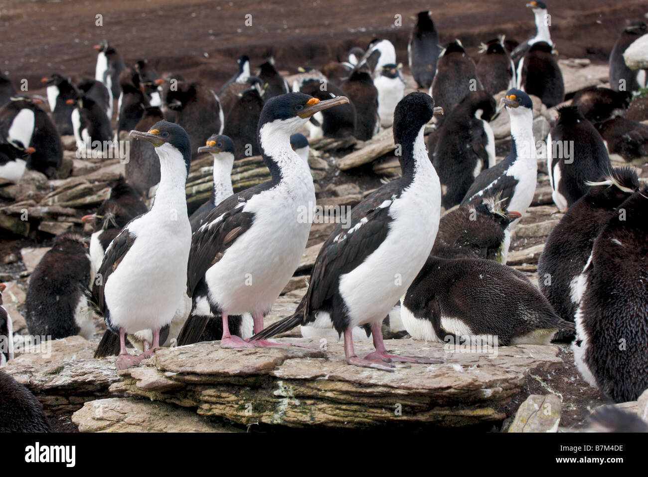 Roi de cerf impérial Cormorant Saunders Island îles Falkland Banque D'Images