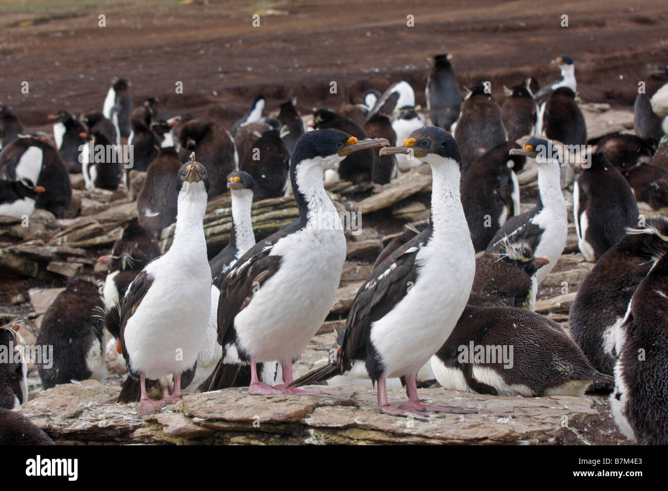 Roi de cerf impérial Cormorant Saunders Island îles Falkland Banque D'Images