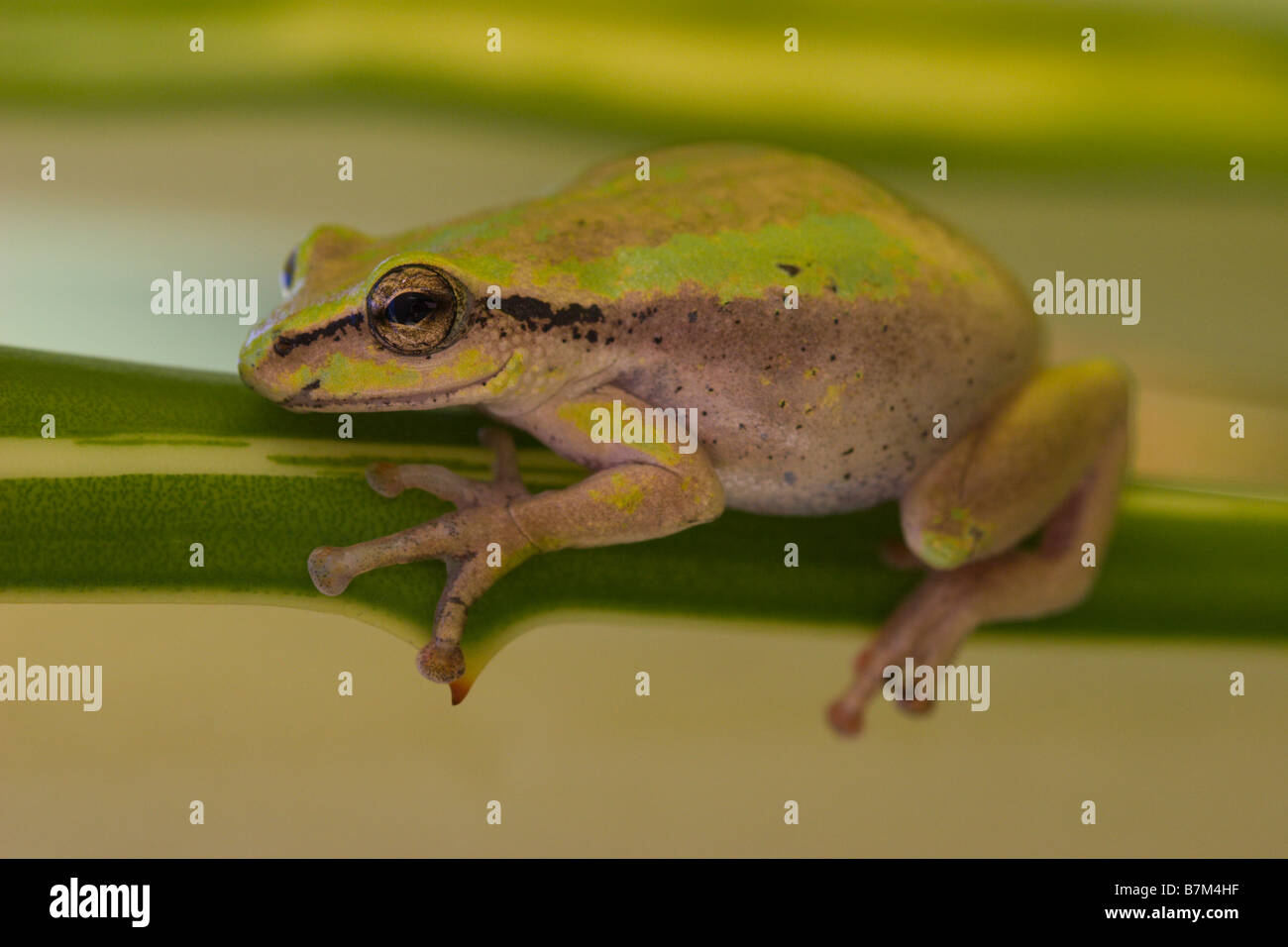 Crapaud vert grenouille Amphibiens Rainette Banque D'Images