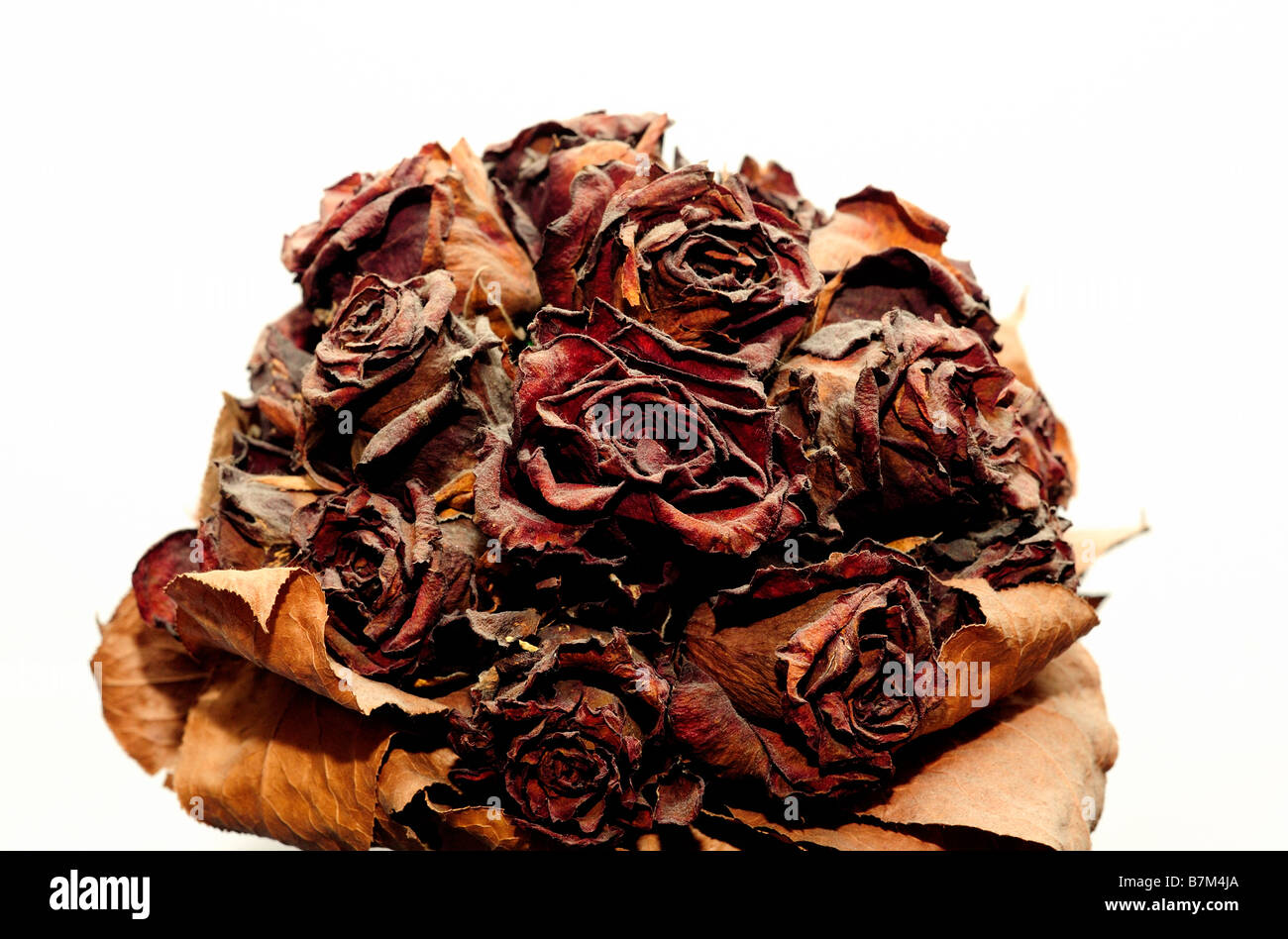 Bouquet de roses rouges fanées séchées close up Banque D'Images