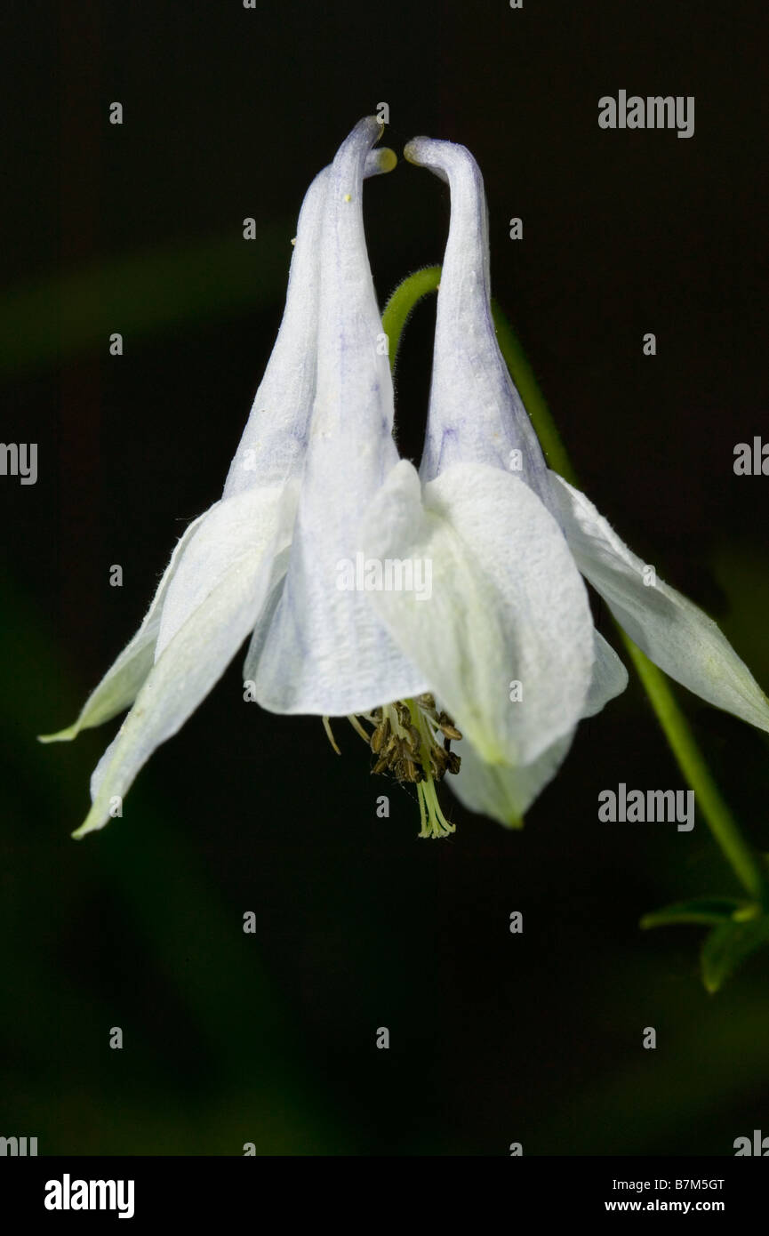 Un plan macro de fleur ancolie sauvage européenne Banque D'Images