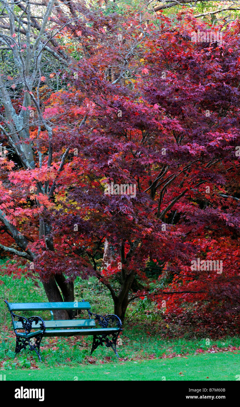 Acer palmatum couleur vibrante rouge automne arbre automne couleur couleur automnale vert petite banquette jardin sous sous Banque D'Images