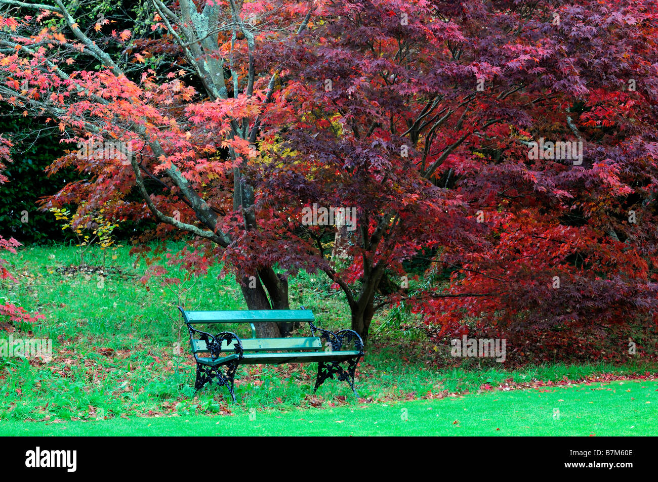 Acer palmatum couleur vibrante rouge automne arbre automne couleur couleur automnale vert petite banquette jardin sous sous Banque D'Images
