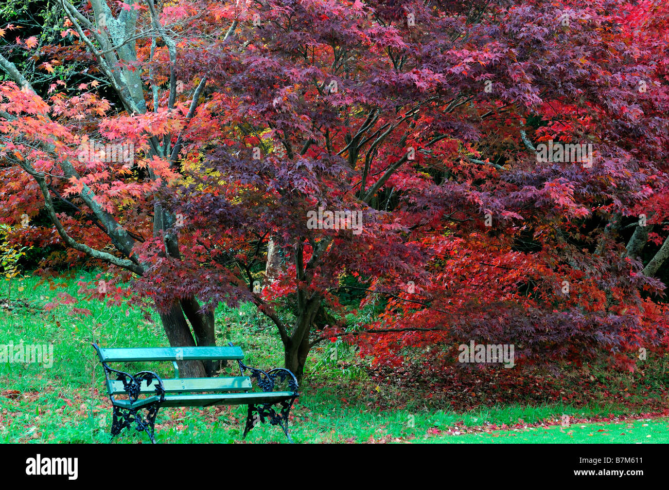 Acer palmatum couleur vibrante rouge automne arbre automne couleur couleur automnale vert petite banquette jardin sous sous Banque D'Images