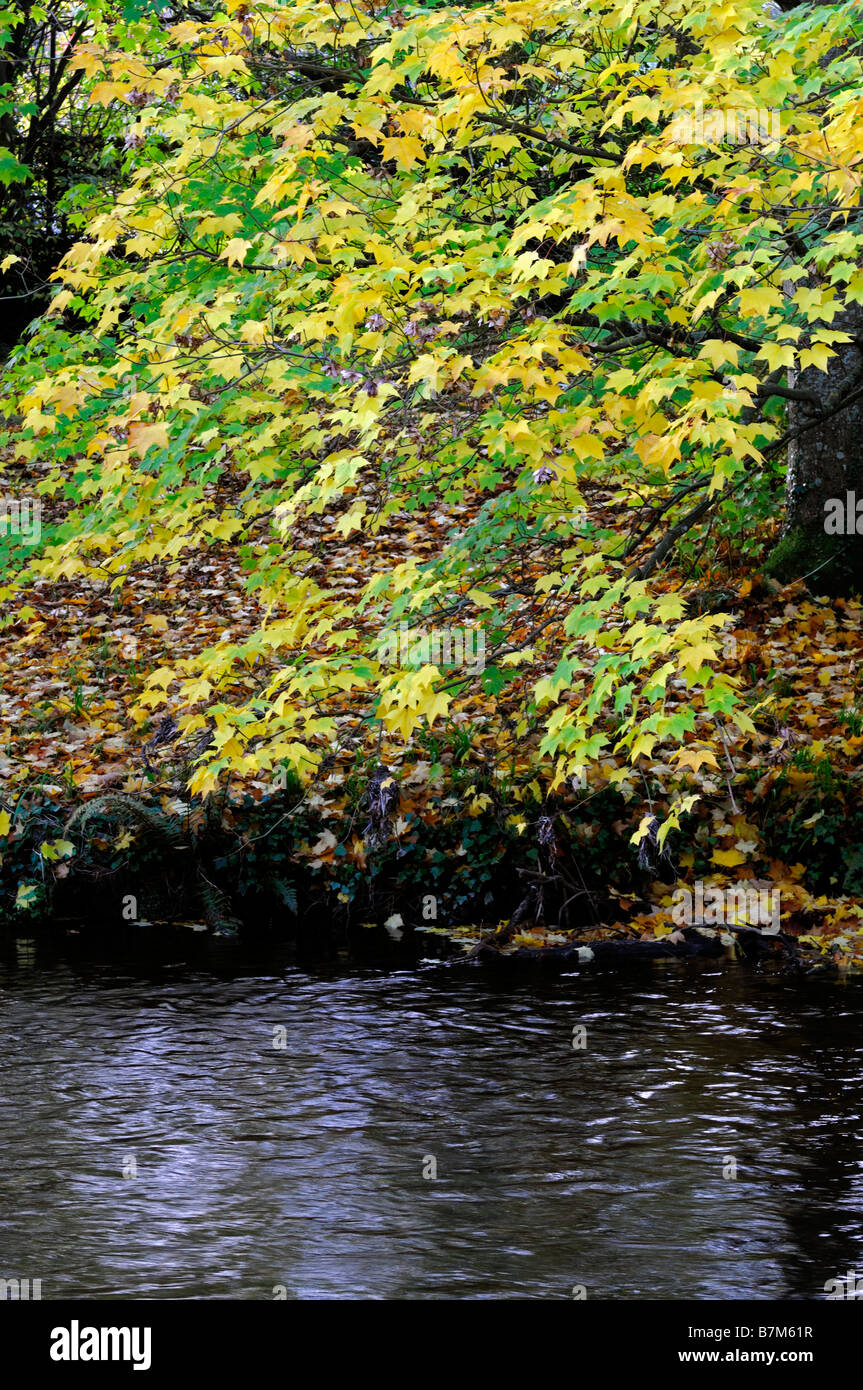Acer de couleur jaune, érable couleurs automnales automne automne couleur petites feuilles pendent de la direction générale de l'eau suspendue au-dessus de cours d'eau de la rivière Banque D'Images