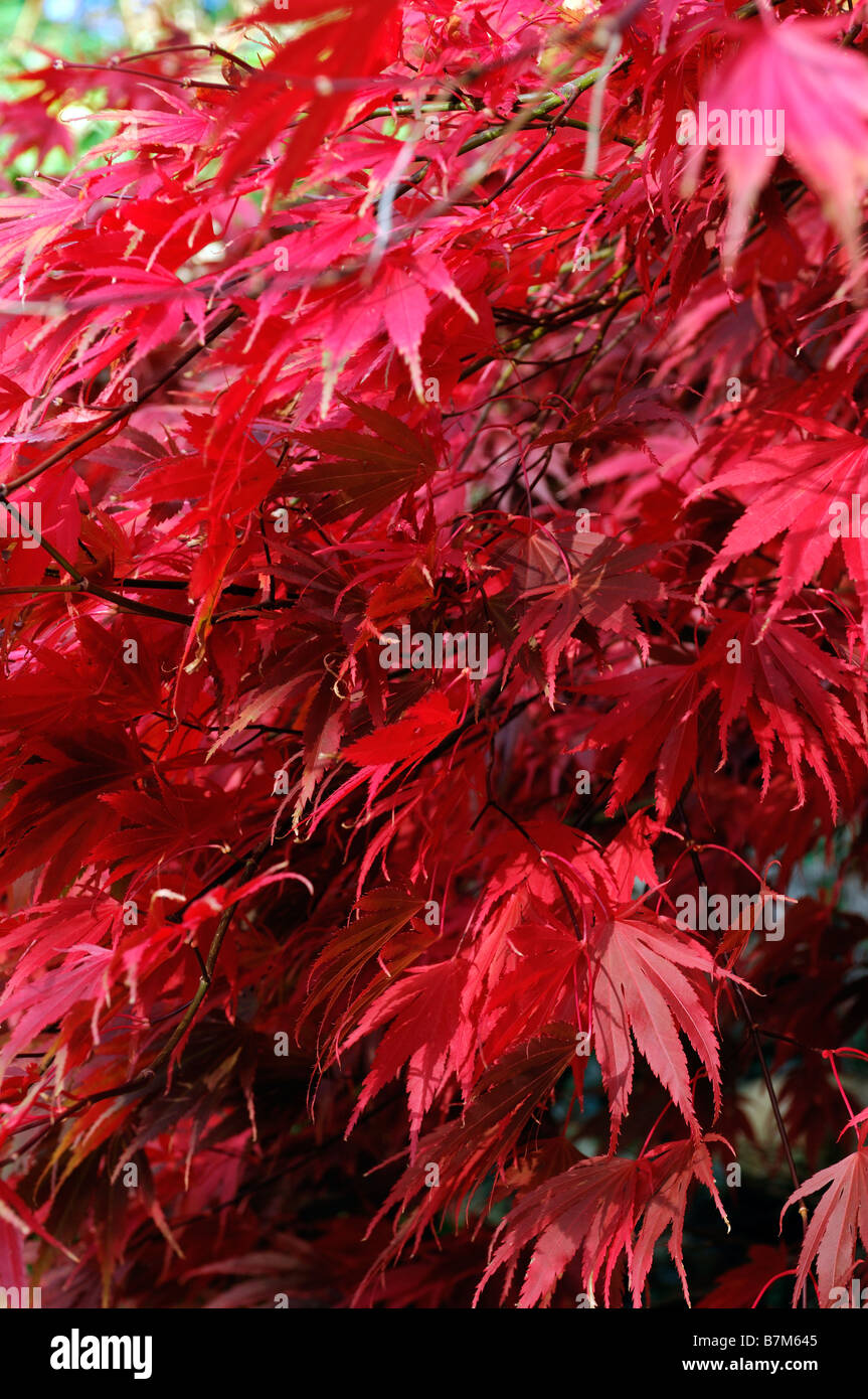 Fiery red Acer palmatum couleur couleurs automnales automne arbre automne couleur petit Banque D'Images