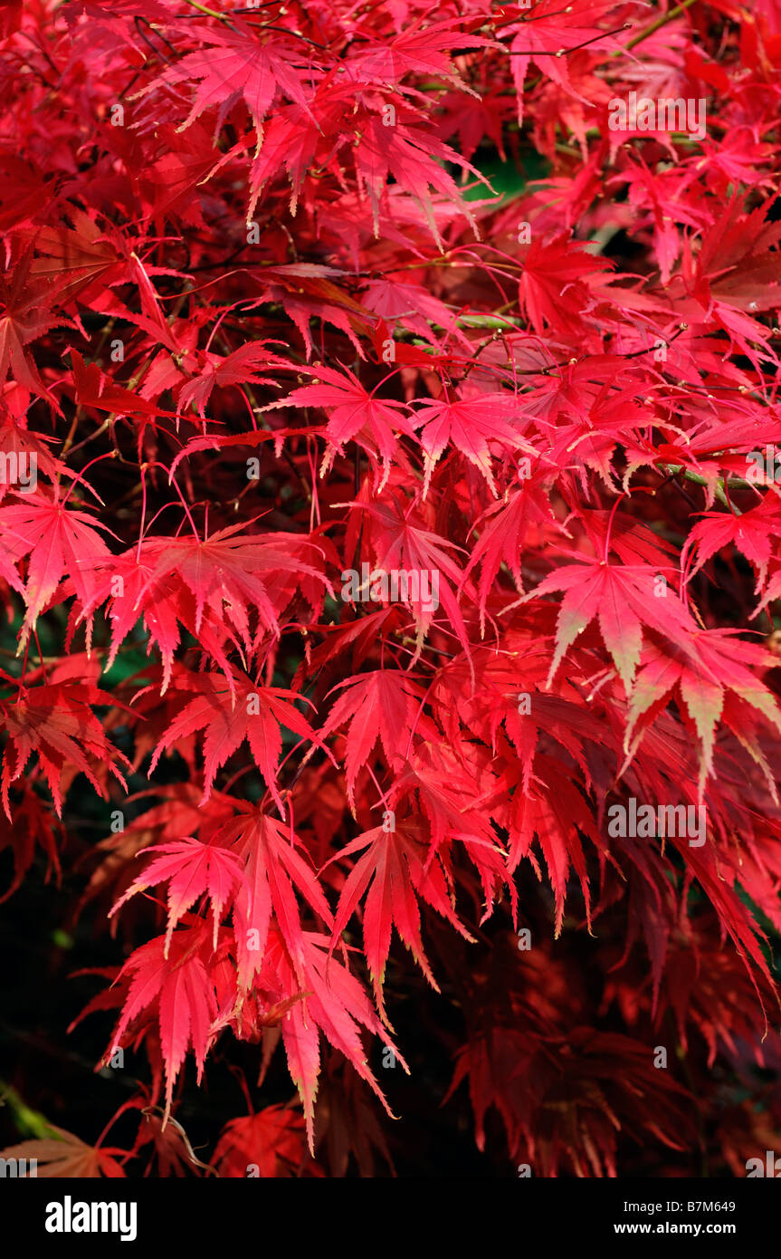 De couleur rouge vif fiery Acer palmatum arbre automne automne automne couleur couleur petit Banque D'Images