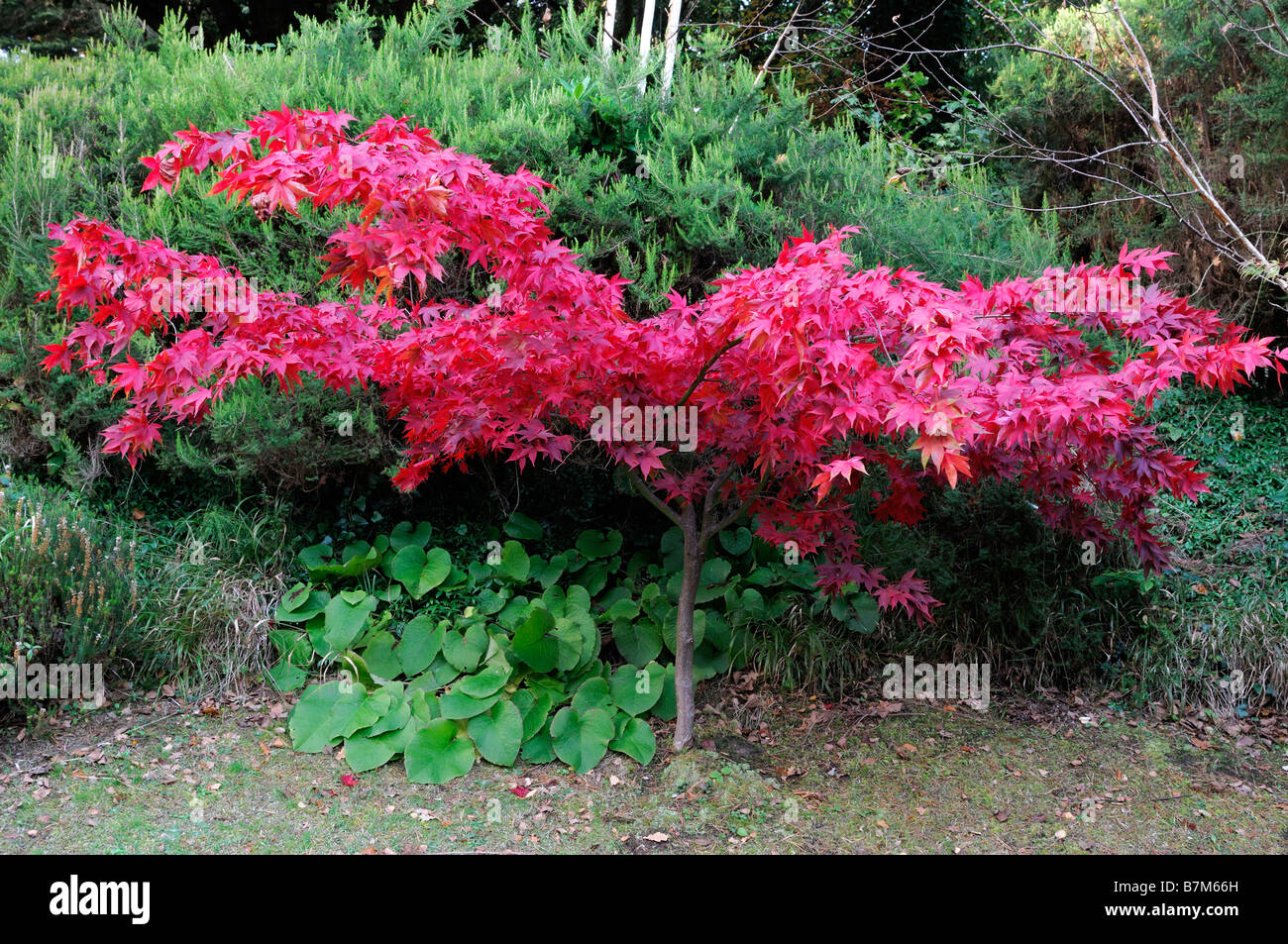 Fiery red Acer palmatum couleur automne arbre automne couleur couleur d'automne petite forme parfaitement formées haut de l'auvent parfait Banque D'Images
