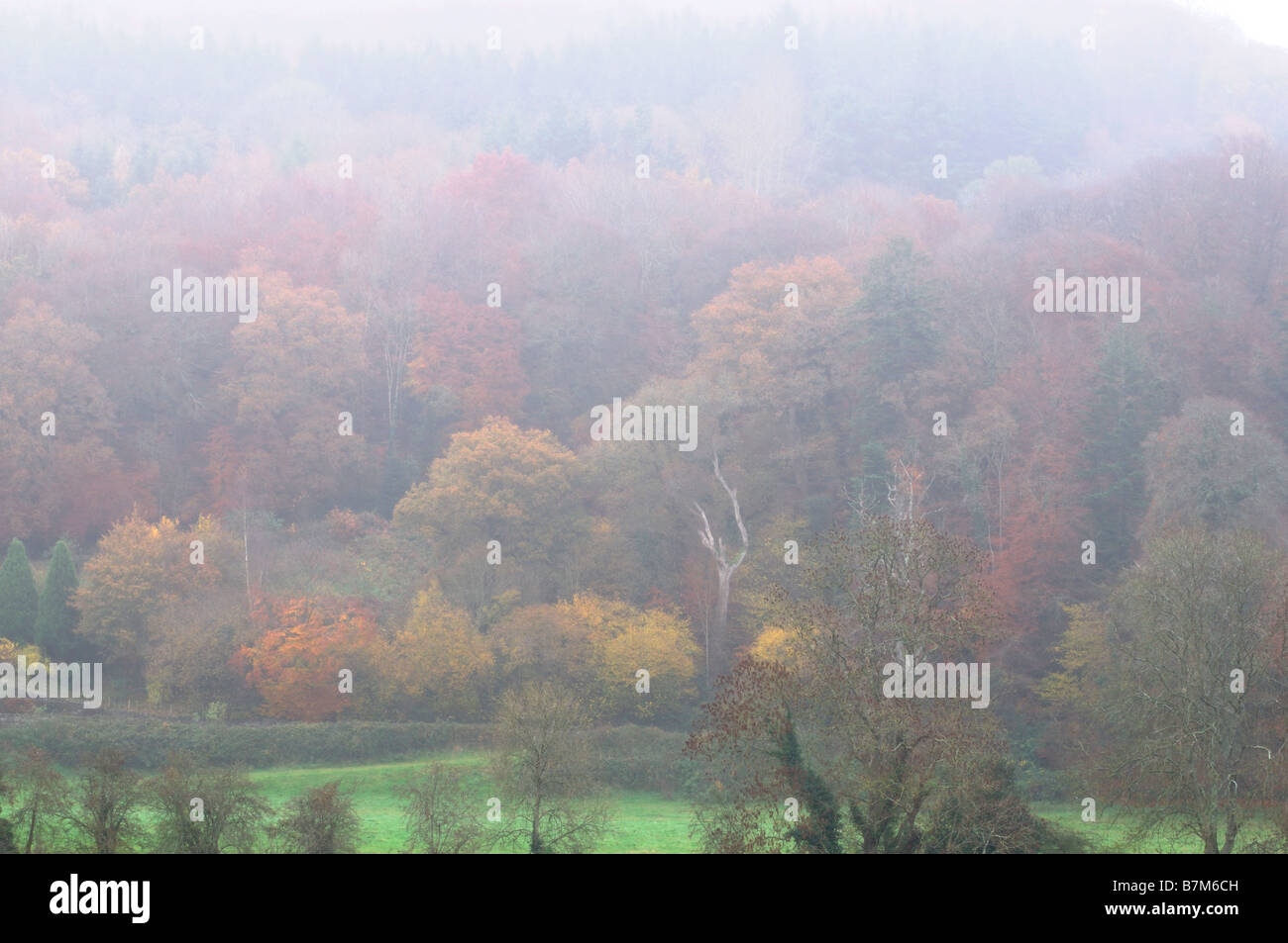 Couleurs automnales automne automne feuille feuilles arbres couleur brun orange rouge jaune rouille brouillard brouillard très dense de l'Irlande rurale campagne Banque D'Images