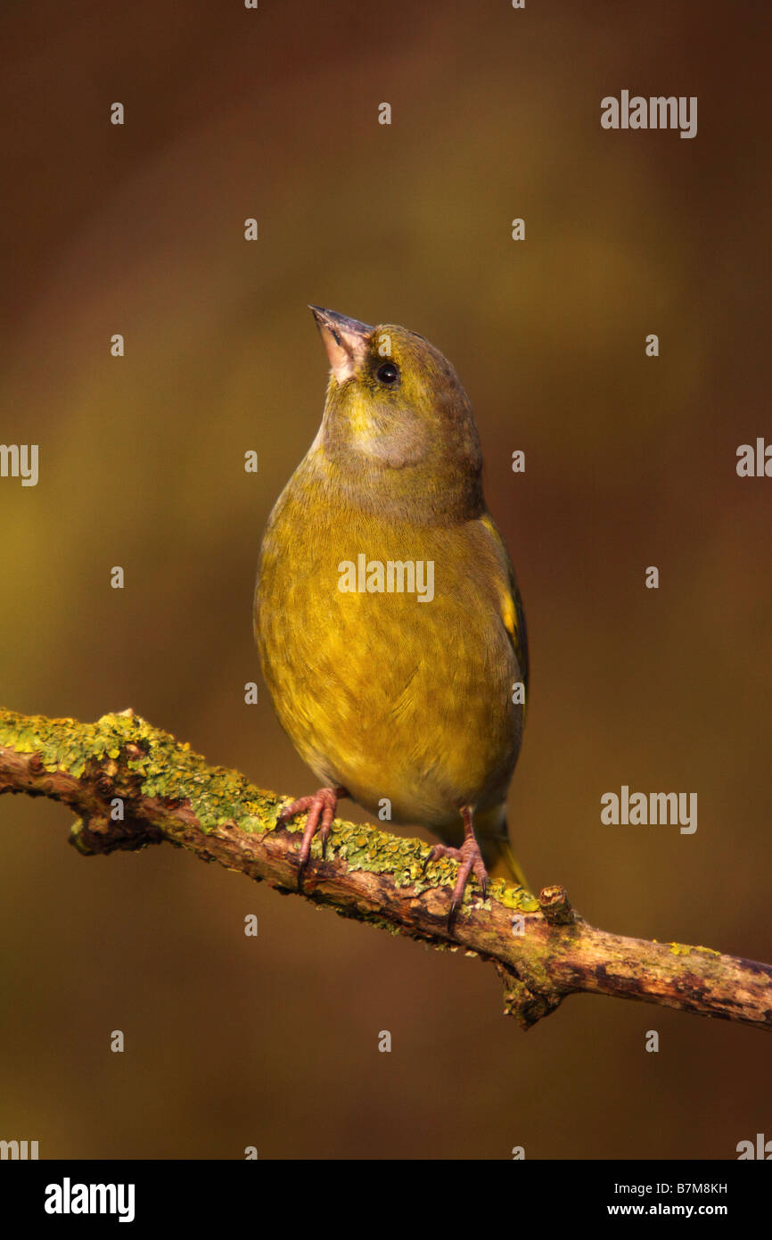 Verdier Carduelis chloris perché sur la branche couverte de lichen Banque D'Images