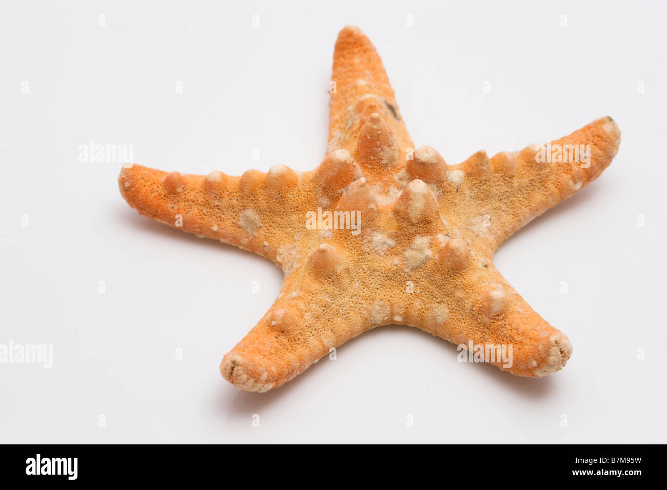 Close up detail de starfish isolé sur fond blanc Banque D'Images