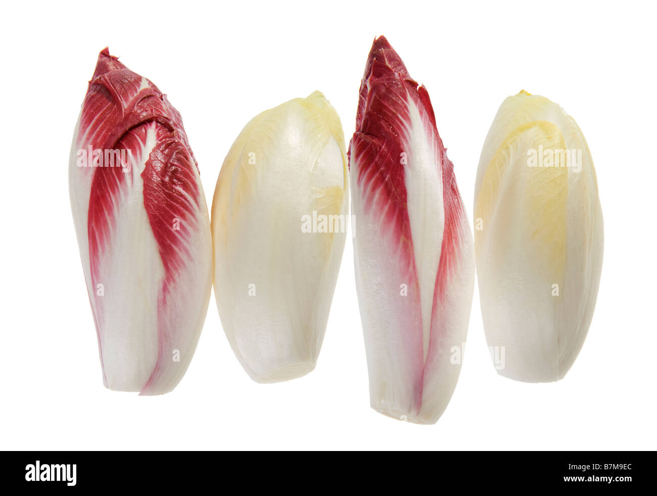 Coeur de la chicorée endive witloof chicoree chicorée rouge violet blanc jaune salat salade de laitue alimentaire Aliments fitness fit sur w Banque D'Images