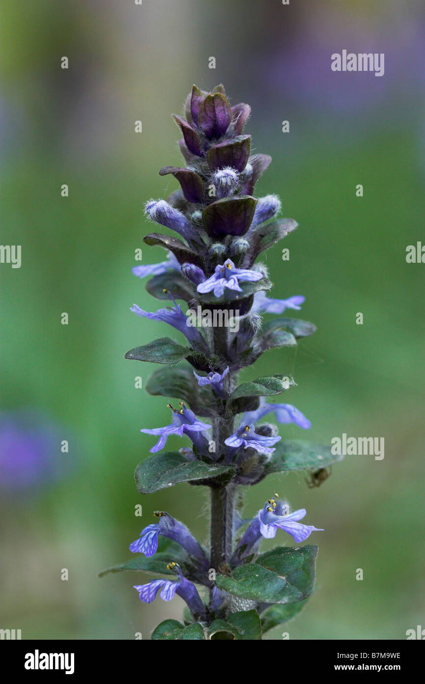 Bugle Ajuga pyramidalis Sussex UK Banque D'Images