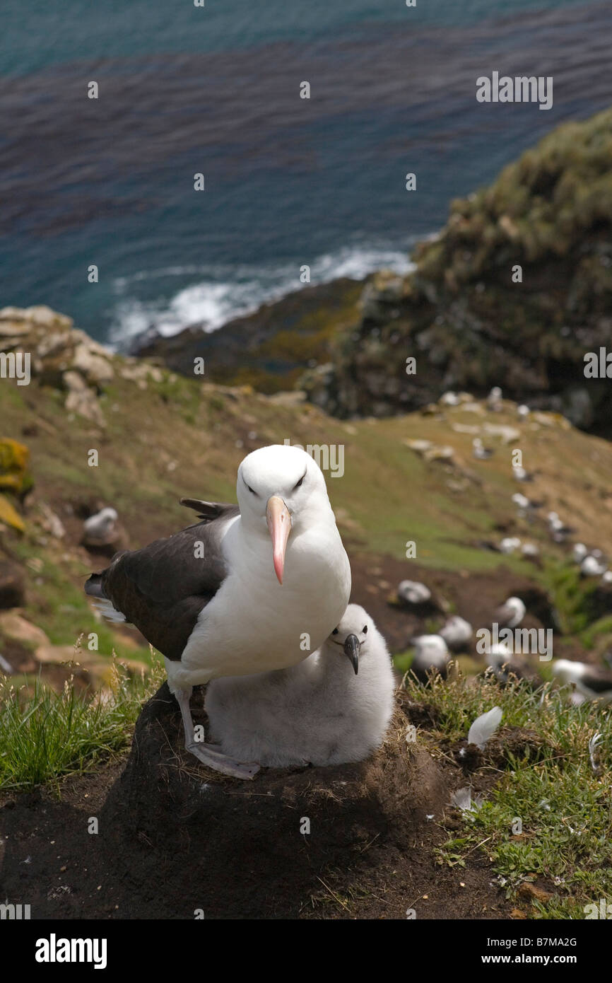 Albatros à sourcils noirs (Thalassarche melanophrys), mère avec chick la nidification. Les espèces en voie de disparition. Banque D'Images