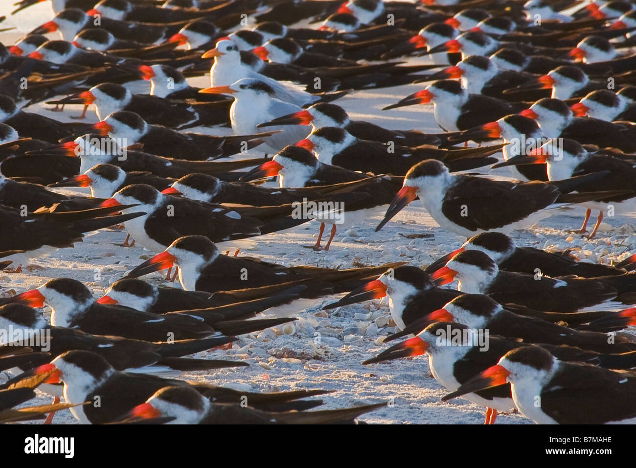 Troupeau de écumoires noires Rynchops niger sur la plage sur l'île de Gasparrilla en Floride Banque D'Images