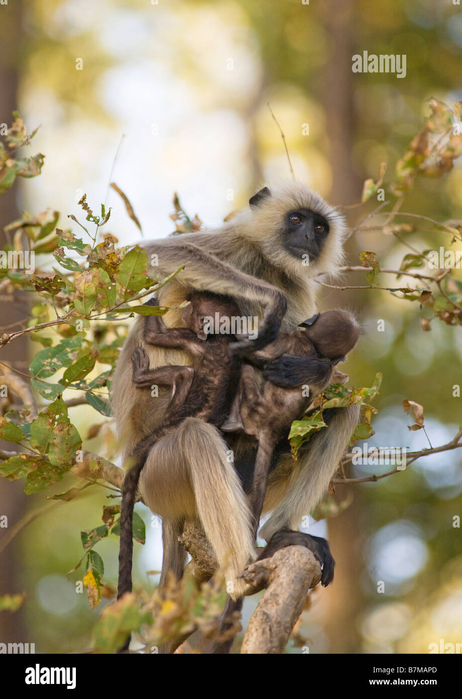 Hanuman Langur Monkey gris animaux singe Semnopithèque mère avec deux bébés Kanha Parc national des forêts du nord du Madhya Pradesh Indi Banque D'Images