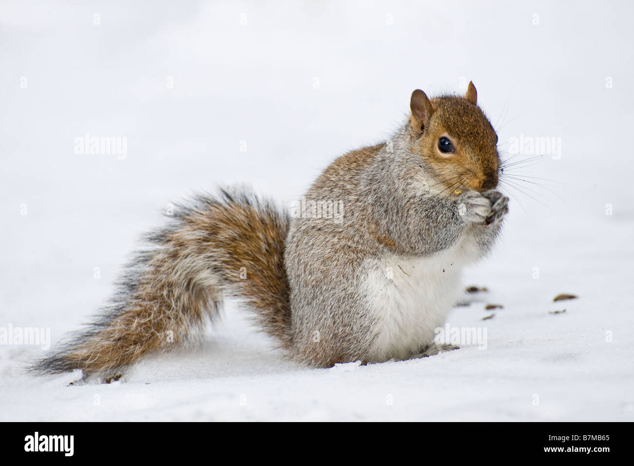 L'écureuil gris dans la neige (l'écureuil gris) dans Central Park, New York Banque D'Images
