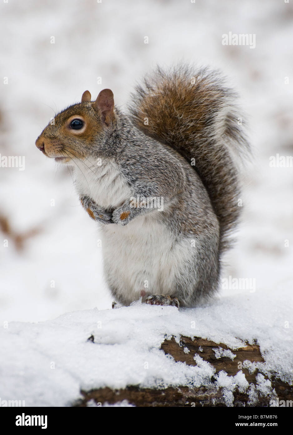L'écureuil gris dans la neige (l'écureuil gris) dans Central Park, New York Banque D'Images