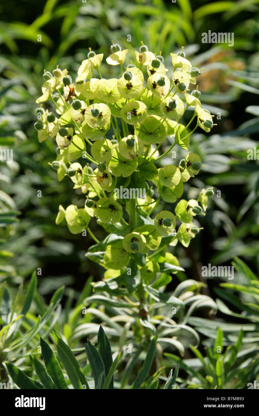 Euphorbia characias ssp. Wulfenii var. Sibthorpii, Euphorbiaceae, Balkans, Europe, Turquie Banque D'Images