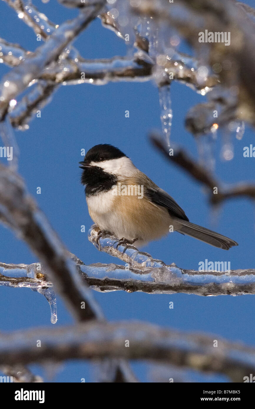 La mésange perchée sur une branche incrusté de glace après tempête. Banque D'Images