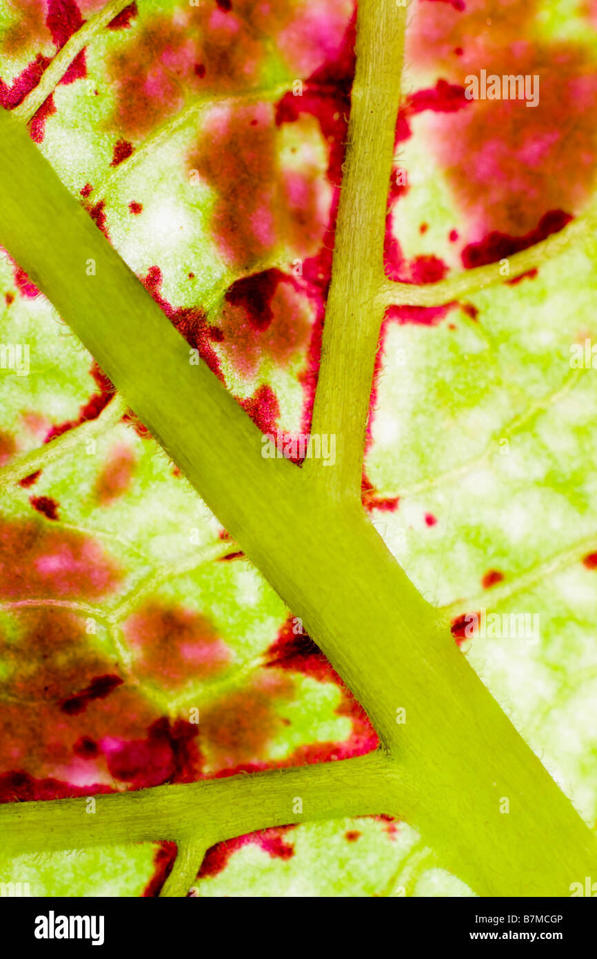 Close up of face inférieure des feuilles de Coleus Banque D'Images