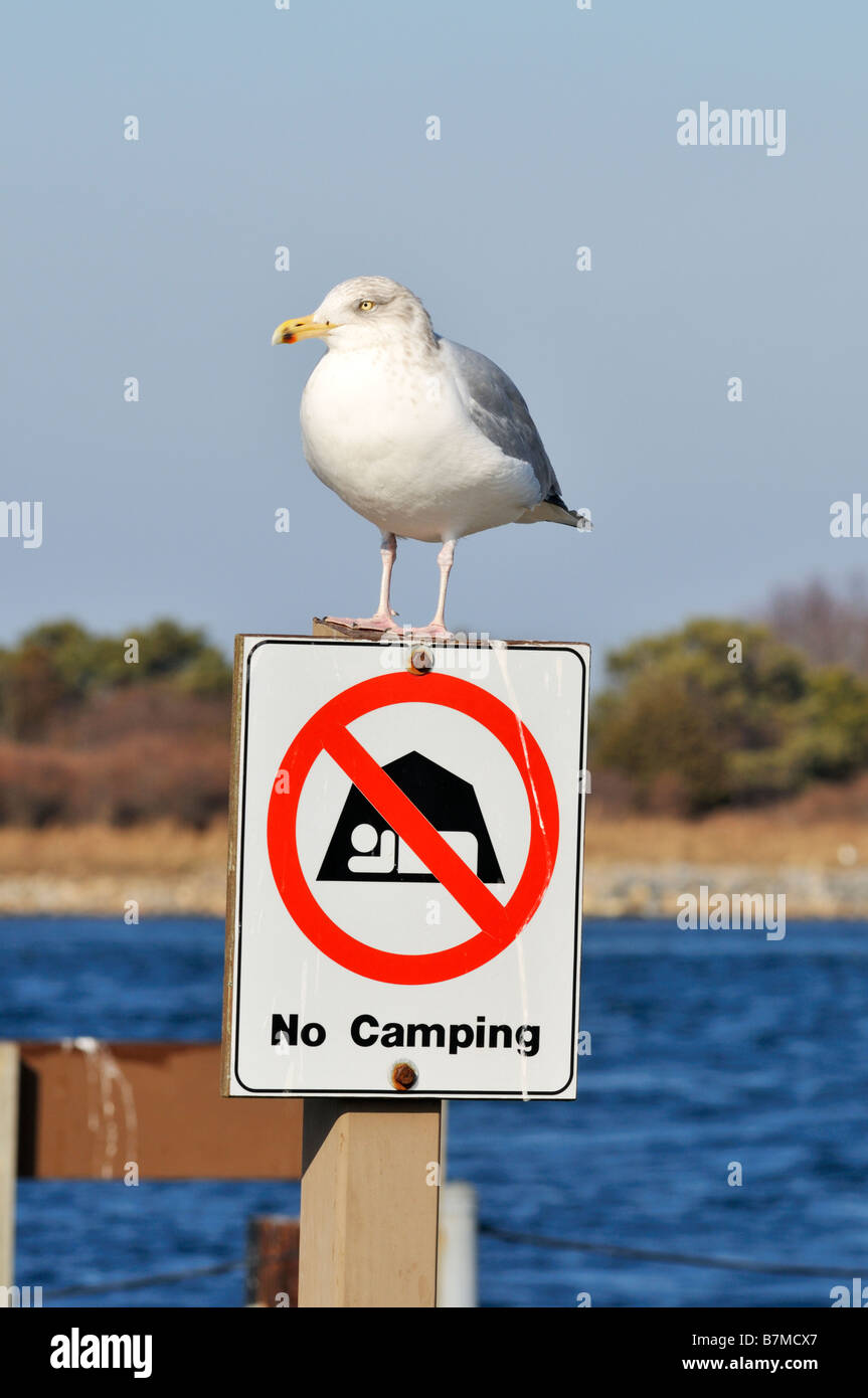 Seagull perché sur un poteau de signalisation aucun camping Banque D'Images