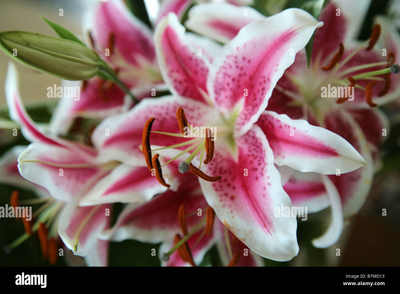 Fleurs exotiques vu à un arrangement fait de fleurs de couleurs tropicales. Banque D'Images