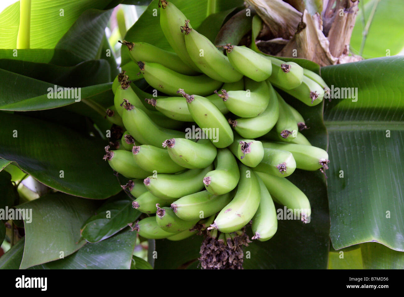 Les fruits, bananes, Musaceae Musa acuminata, en Asie du Sud-Est, le nord du Queensland Banque D'Images