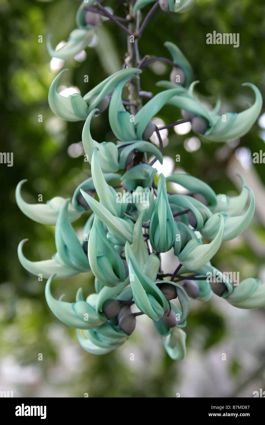 La vigne, Jade Strongylodon macrobotrys, Fabaceae, Philippines, Asie du Sud Est Banque D'Images