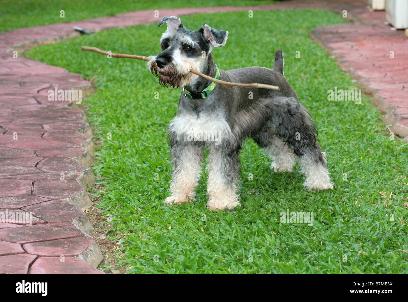 Chien Schnauzer nain debout avec un bâton sur sa bouche. Banque D'Images