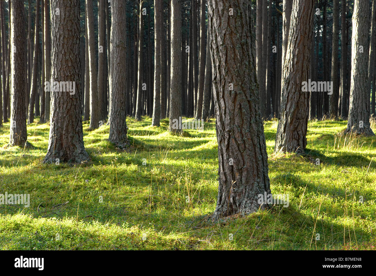 Taches de soleil frappant le tronc des arbres des forêts de pins de la forêt vert marbre Ecosse Banque D'Images