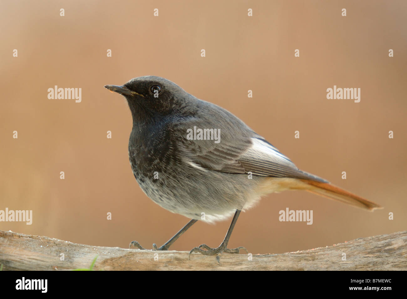 Une photo d'un petit oiseau Banque D'Images