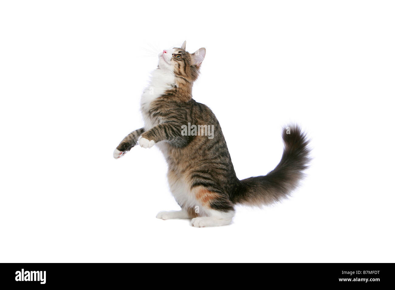 Chat Norvegien De Profil Debout Sur Pieds Arriere Sur Fond Blanc Photo Stock Alamy