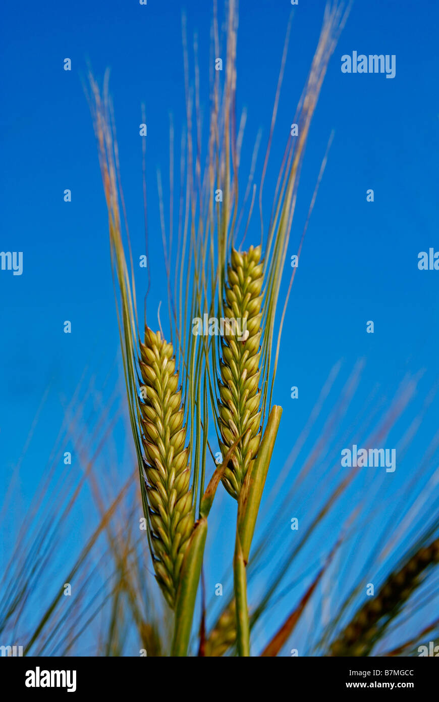 Une gerbe de blé d'or Banque D'Images