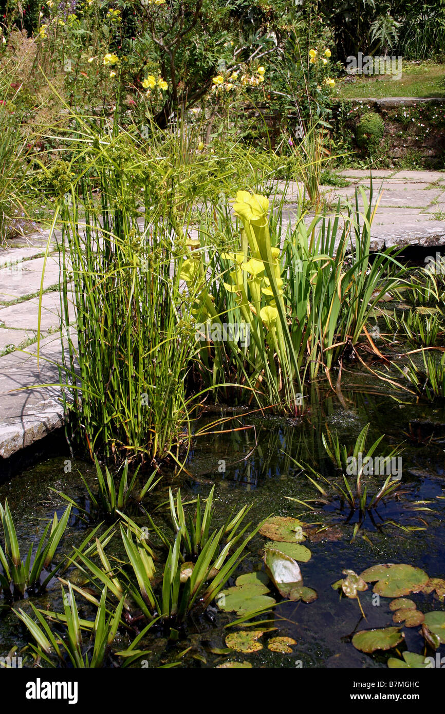 Un étang de jardin avec plantes MARGINALES QUI COMPRENNENT LES SARRACENIA. Sarracénie pourpre. Banque D'Images