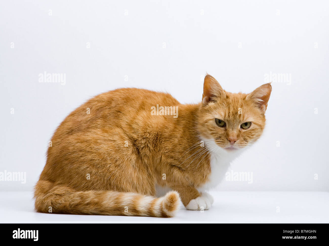 Chat féminin de gingembre adulte (Felis catus) en contact avec l'appareil photo sur fond blanc Banque D'Images