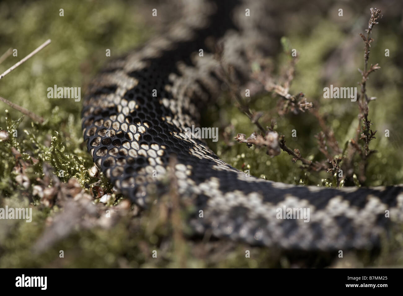 Zig Zag marques sur une peau vipères Vipera berus dans heather sur Allerthorpe East Yorkshire UK Commun Banque D'Images