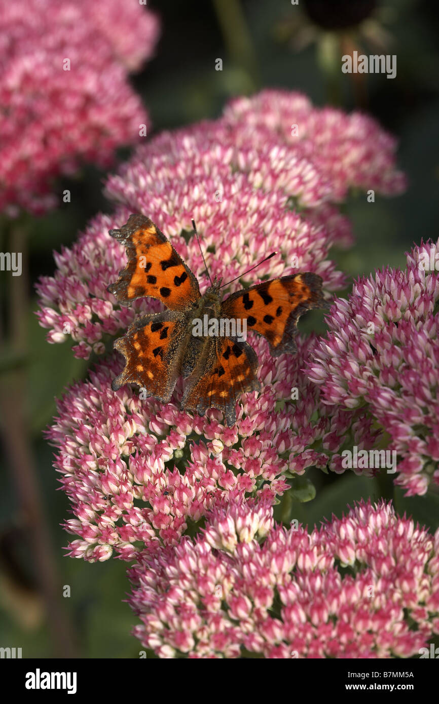 Virgule Polygonia c album Butterfly se nourrissent d'une fleur Sedum Banque D'Images