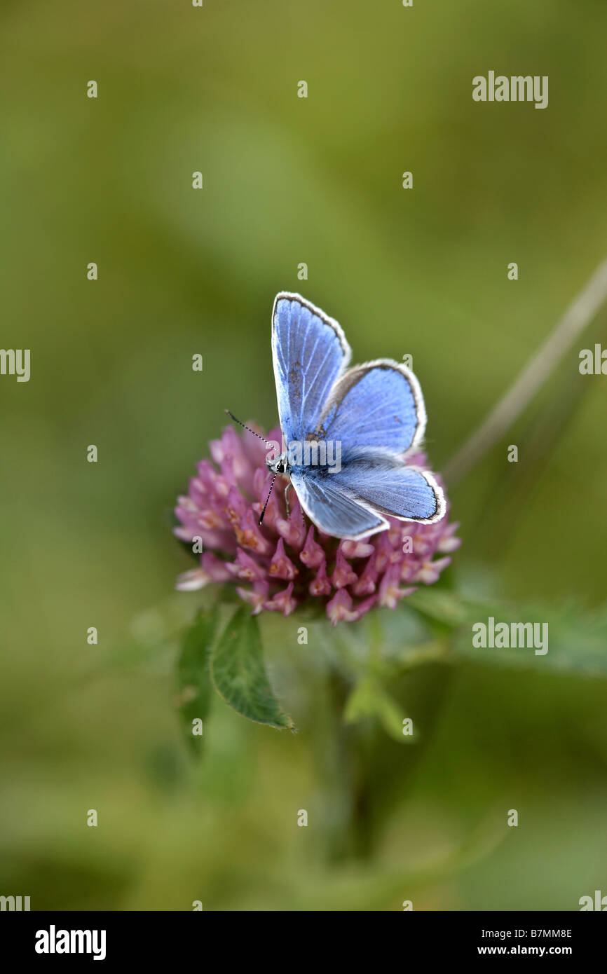 Papillon bleu commun Polyommatus icarus Pulfin Tourbière nature reserve East Yorkshire UK Banque D'Images